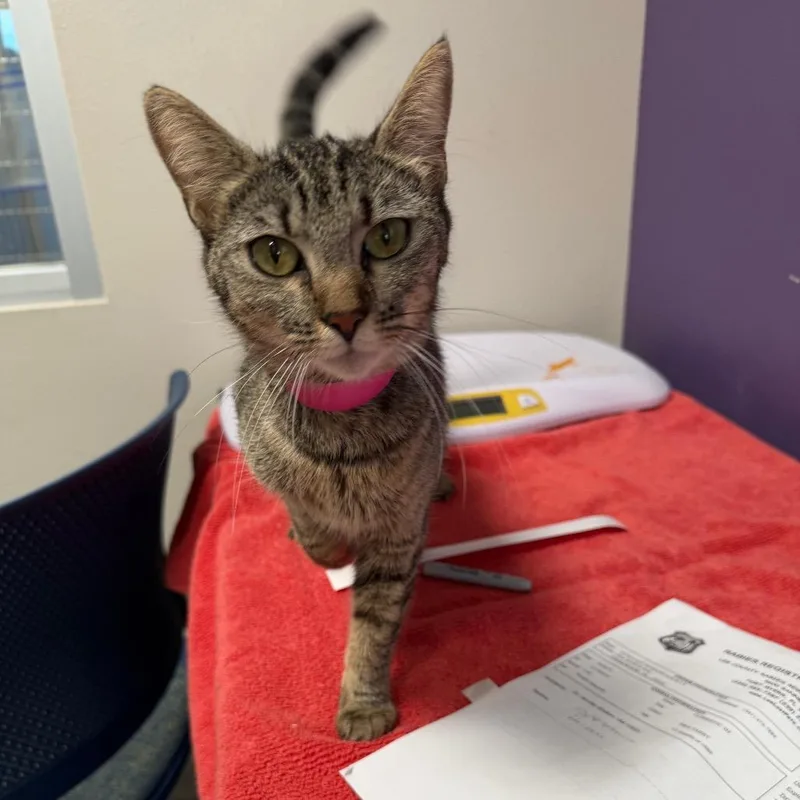 An adult medium-sized female Brown / Chocolate Domestic Short Hair cat named Fancy for adoption in Englewood, FL