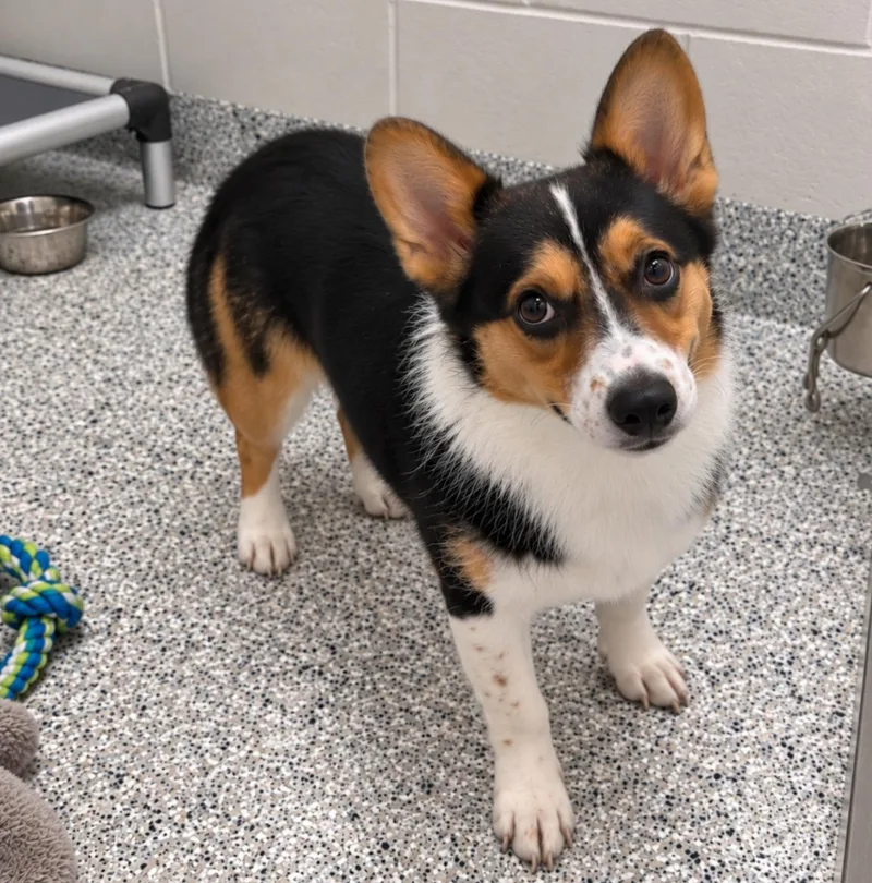 An adult small-sized female Black Cardigan Welsh Corgi dog named BonnieNO LONGER ACCEPTING APPLICATIONS for adoption in Nashville, TN