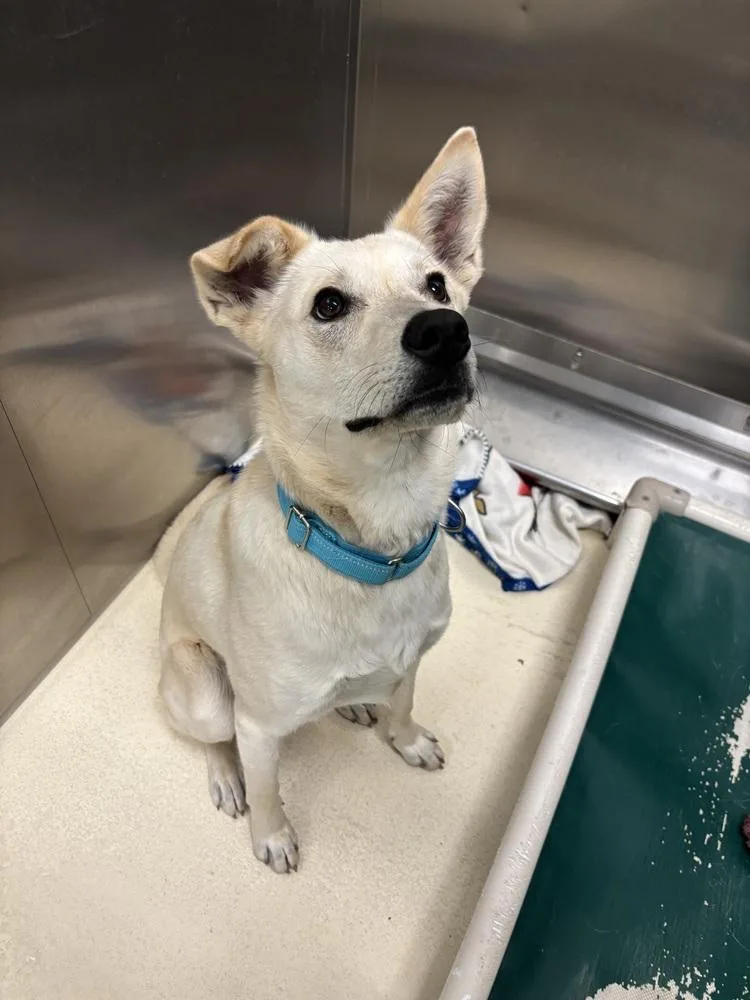 A young large-sized male Terrier dog named Jockey for adoption in Kalamazoo, MI