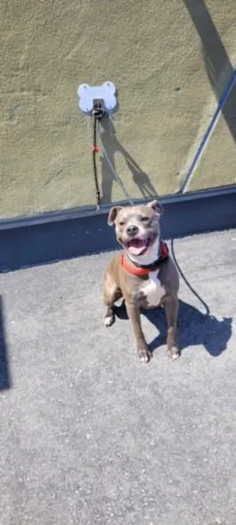 An adult large-sized female Pit Bull Terrier dog named Emory for adoption in Los Angeles, CA