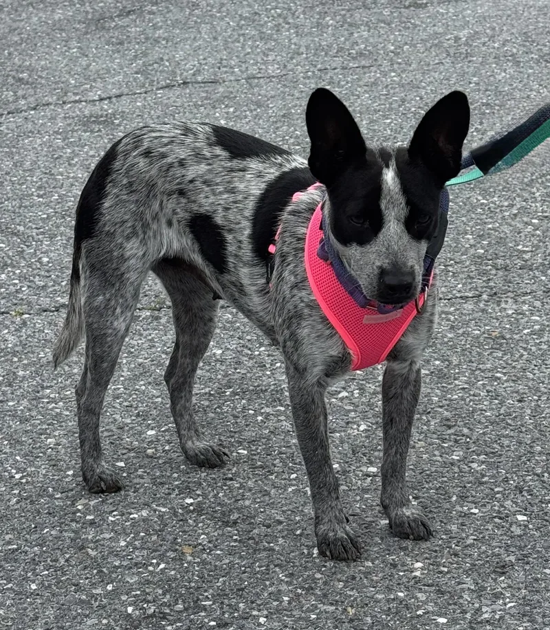 A young small-sized female Cattle Dog dog named Chica for adoption in Ellicott City, MD