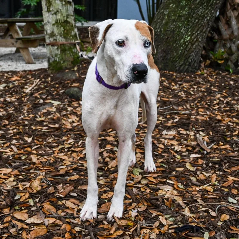 An adult large-sized female White / Cream Mixed Breed dog named Fudge for adoption in Sarasota, FL