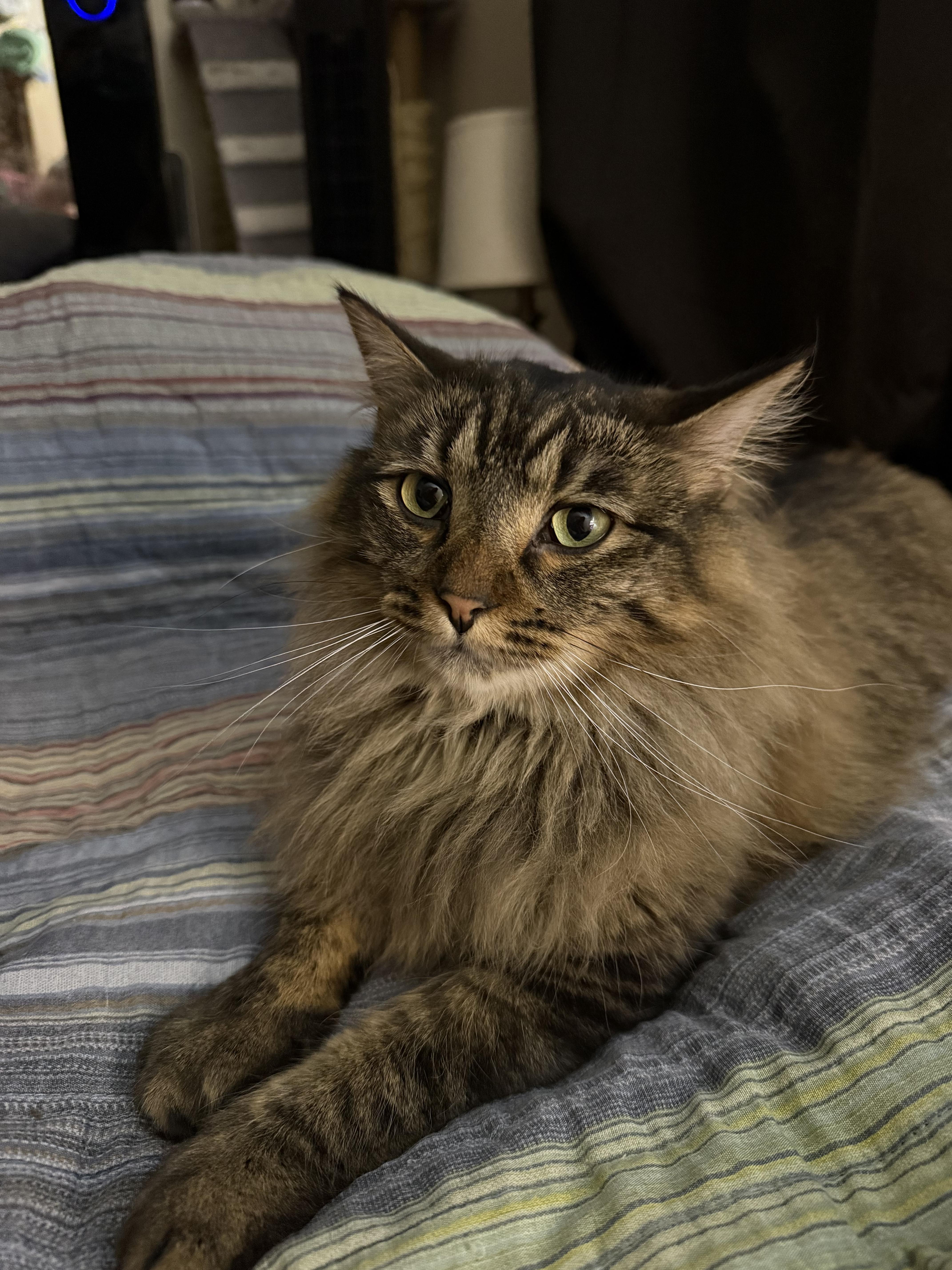 An adult large-sized male Tabby (Buff / Tan / Fawn) Domestic Long Hair cat named Oscar for adoption in Waseca, MN