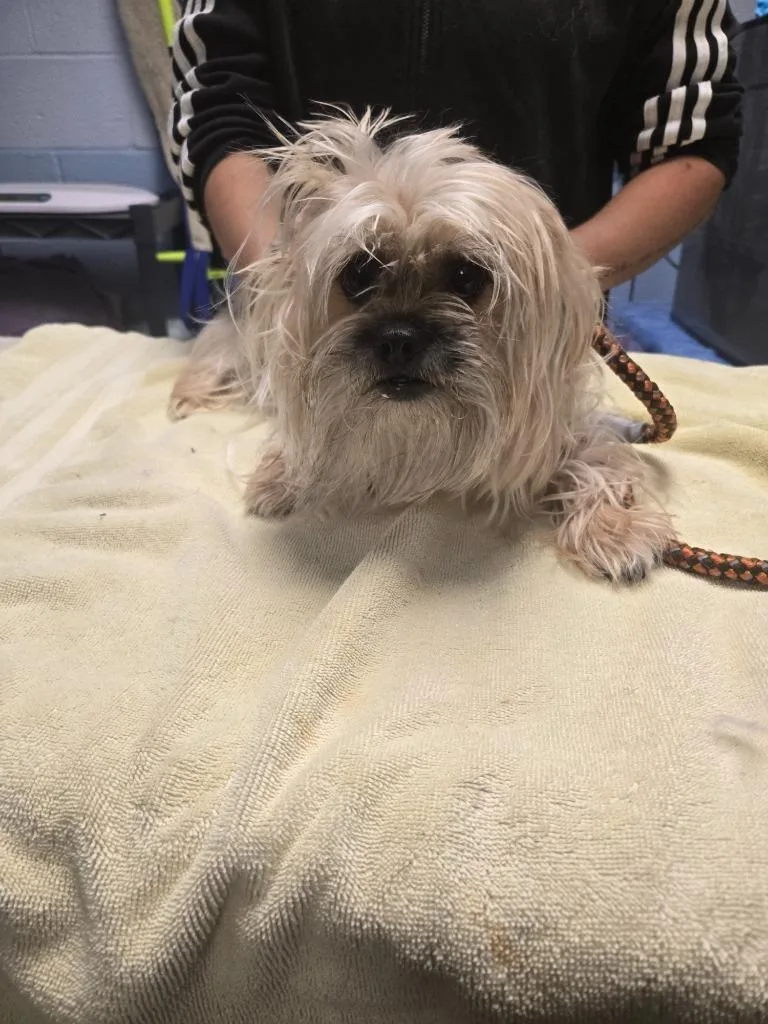 An adult small-sized male Yorkshire Terrier dog named Teddy for adoption in Detroit, MI