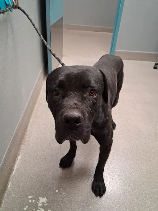 A young large-sized male Cane Corso dog named Corey for adoption in Las Vegas, NV