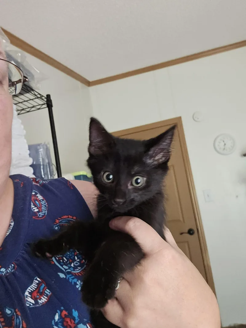 A baby medium-sized female Black Domestic Short Hair cat named Charlie for adoption in Forest, VA