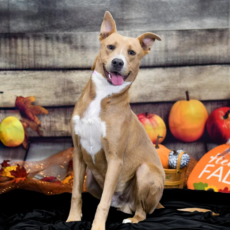 An adult medium-sized male Yellow / Tan / Blond / Fawn Mixed Breed dog named Gizmo for adoption in Defuniak Springs, FL