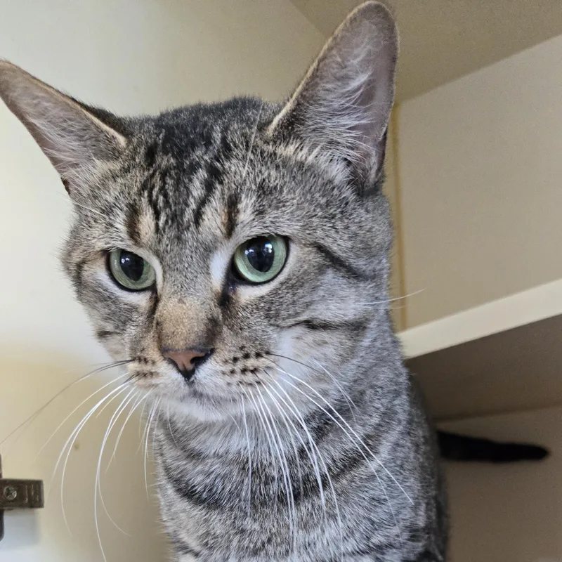 An adult medium-sized male Tabby (Brown / Chocolate) Domestic Short Hair cat named Gizmo for adoption in Mokena, IL