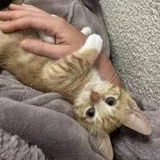 A baby medium-sized male Tabby (Orange / Red) Domestic Short Hair cat named Milo for adoption in Denver, CO