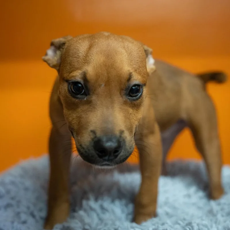 Coco