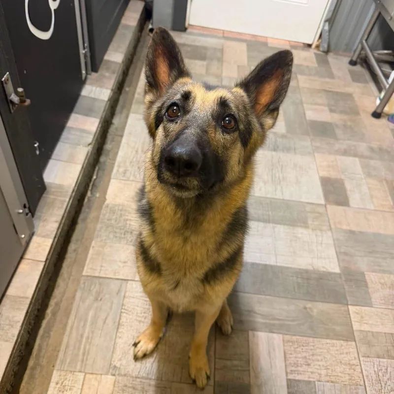 A young medium-sized female Black German Shepherd Dog dog named Female Shepherdotselic for adoption in Homer, NY