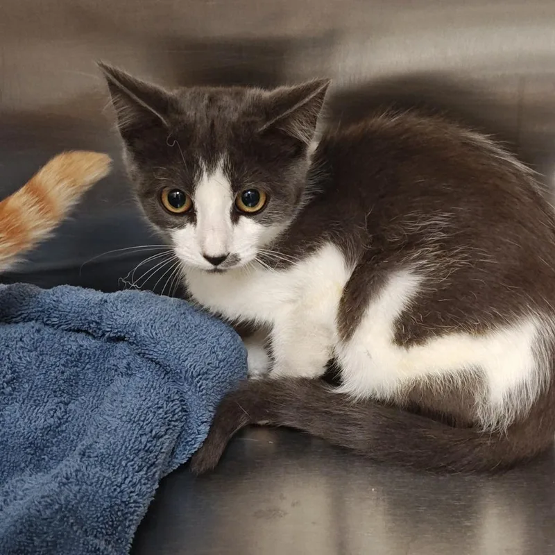 A baby small-sized female Gray / Blue / Silver Domestic Short Hair cat named Jaguar for adoption in Upland, CA