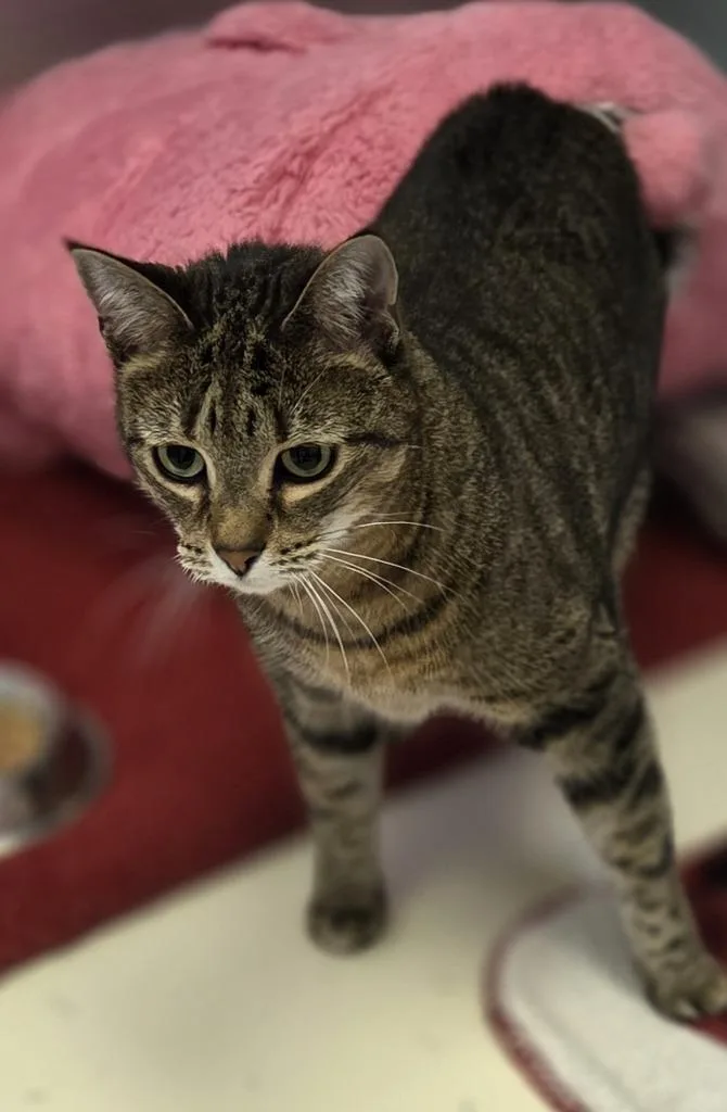 An adult small-sized female Domestic Short Hair cat named Nauva for adoption in Sherwood, AR