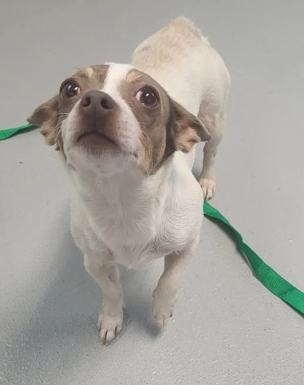 A young small-sized female Chihuahua dog named Pen  Blue for adoption in Lawrenceville, GA