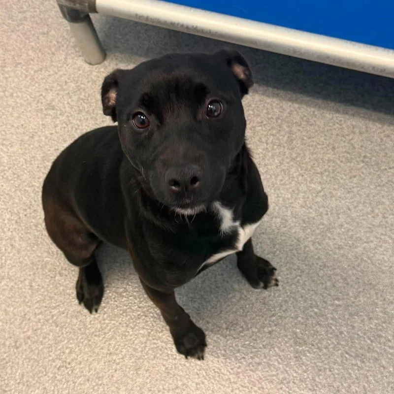 A young medium-sized female Black Mixed Breed dog named Kanga for adoption in Martinsville, VA