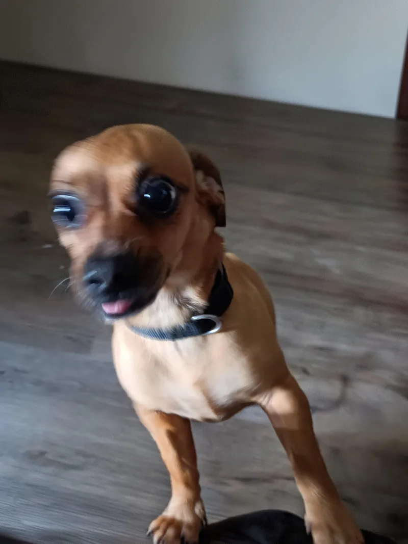 A young small-sized female Dachshund dog named Bonnie for adoption in Lavon, TX