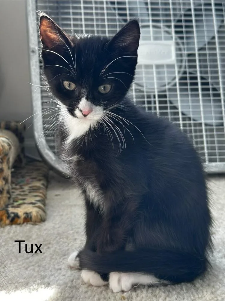 A baby small-sized male Black & White / Tuxedo Domestic Short Hair cat named Tux for adoption in Telford, PA