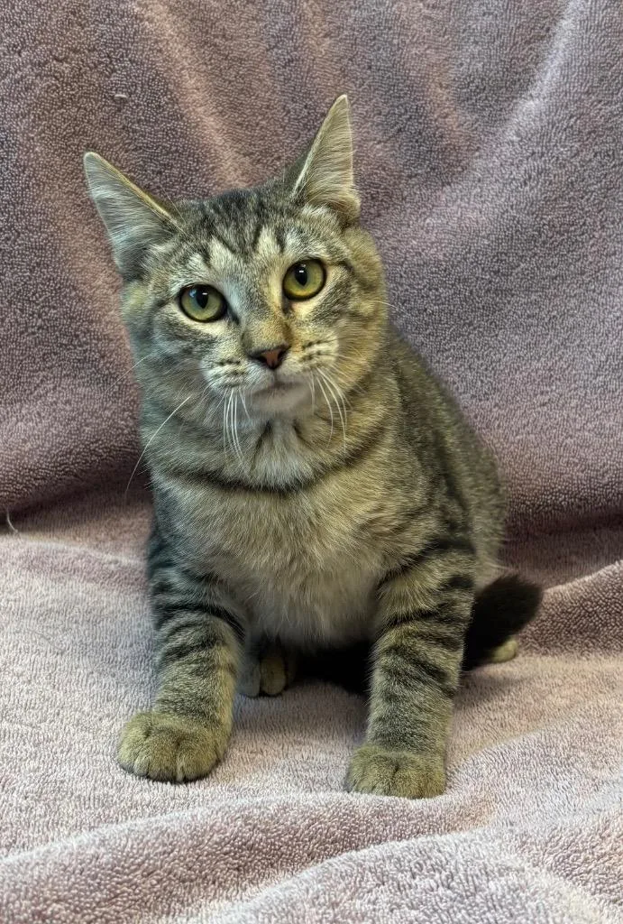 A baby medium-sized male Domestic Short Hair cat named Herman for adoption in Little Rock, AR