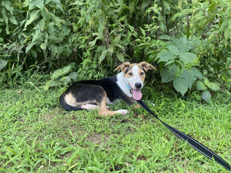 Archie  Transport thumbnail 2