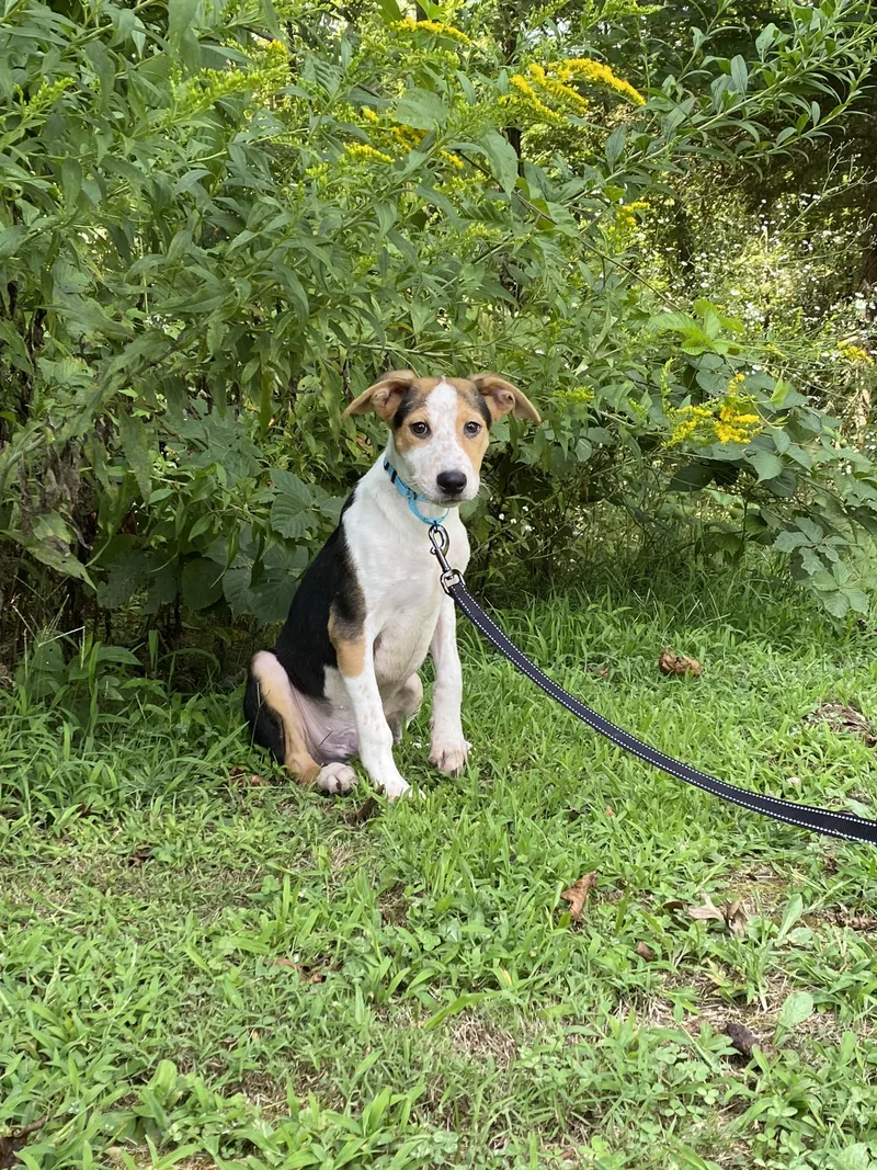 Archie  Transport thumbnail 3