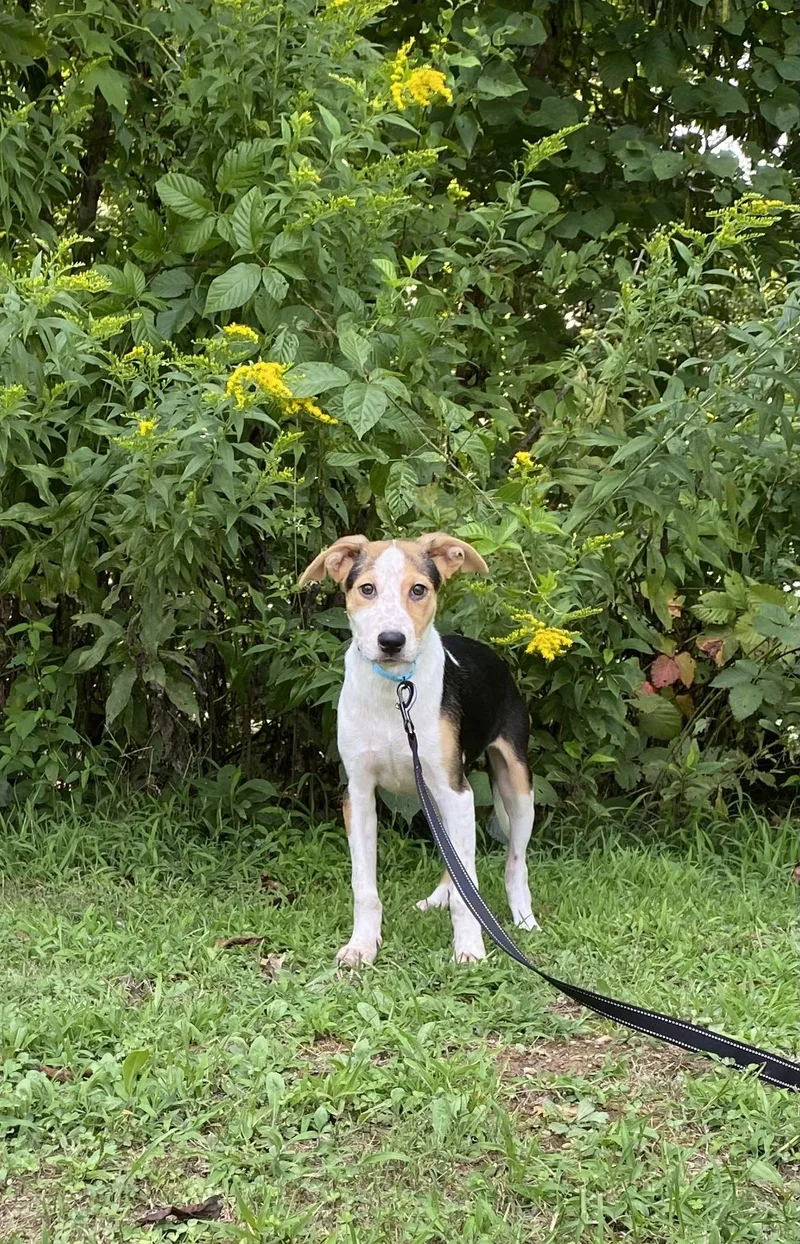 Archie  Transport thumbnail 4