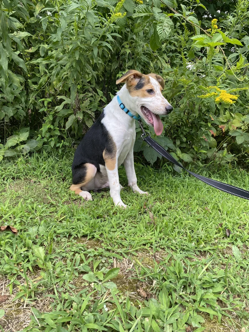 Archie  Transport thumbnail 6