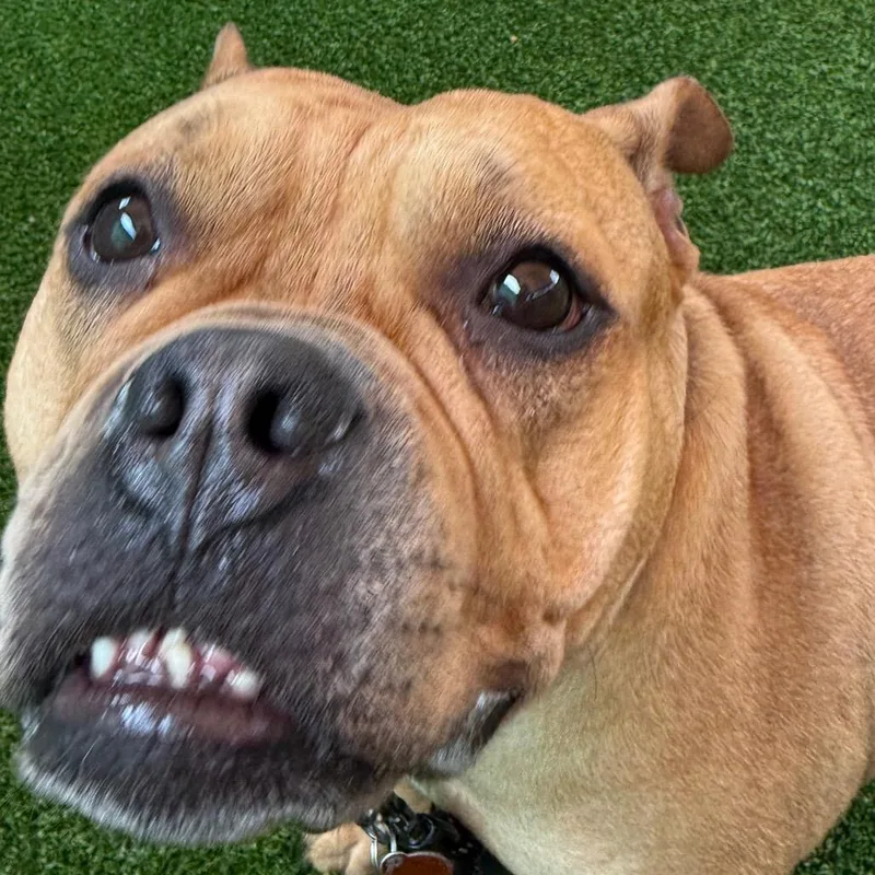 An adult medium-sized female Brown / Chocolate American Bulldog dog named Deedee for adoption in Warwick, RI