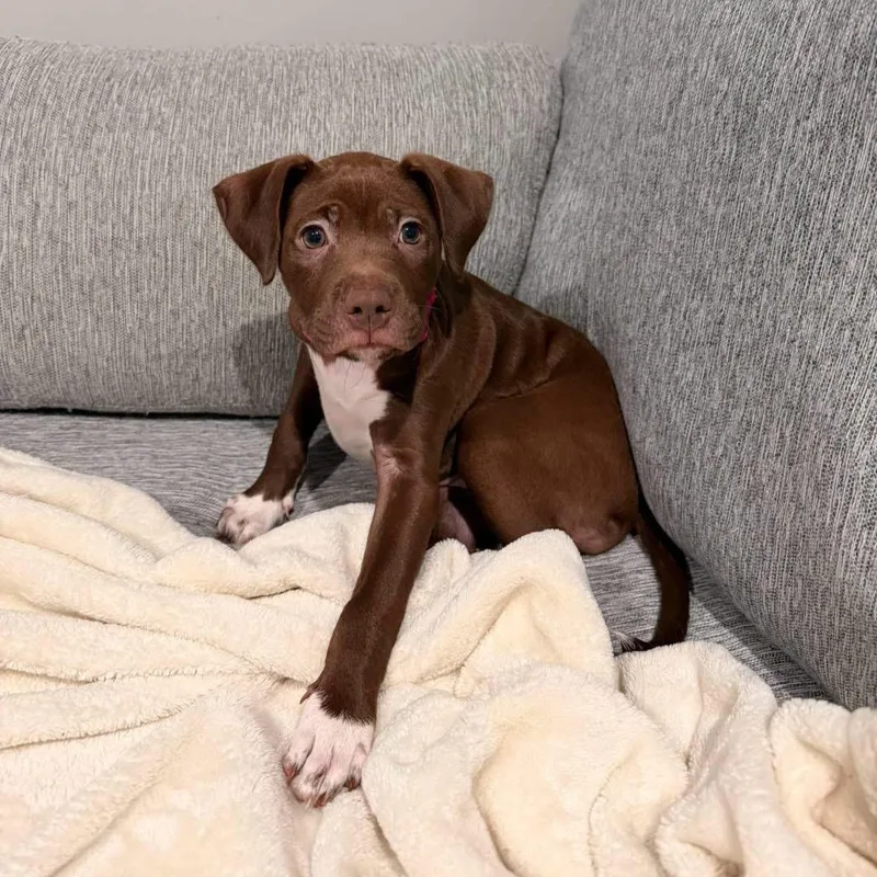A baby medium-sized female Brown / Chocolate Mixed Breed dog named Espresso for adoption in Yaphank, NY