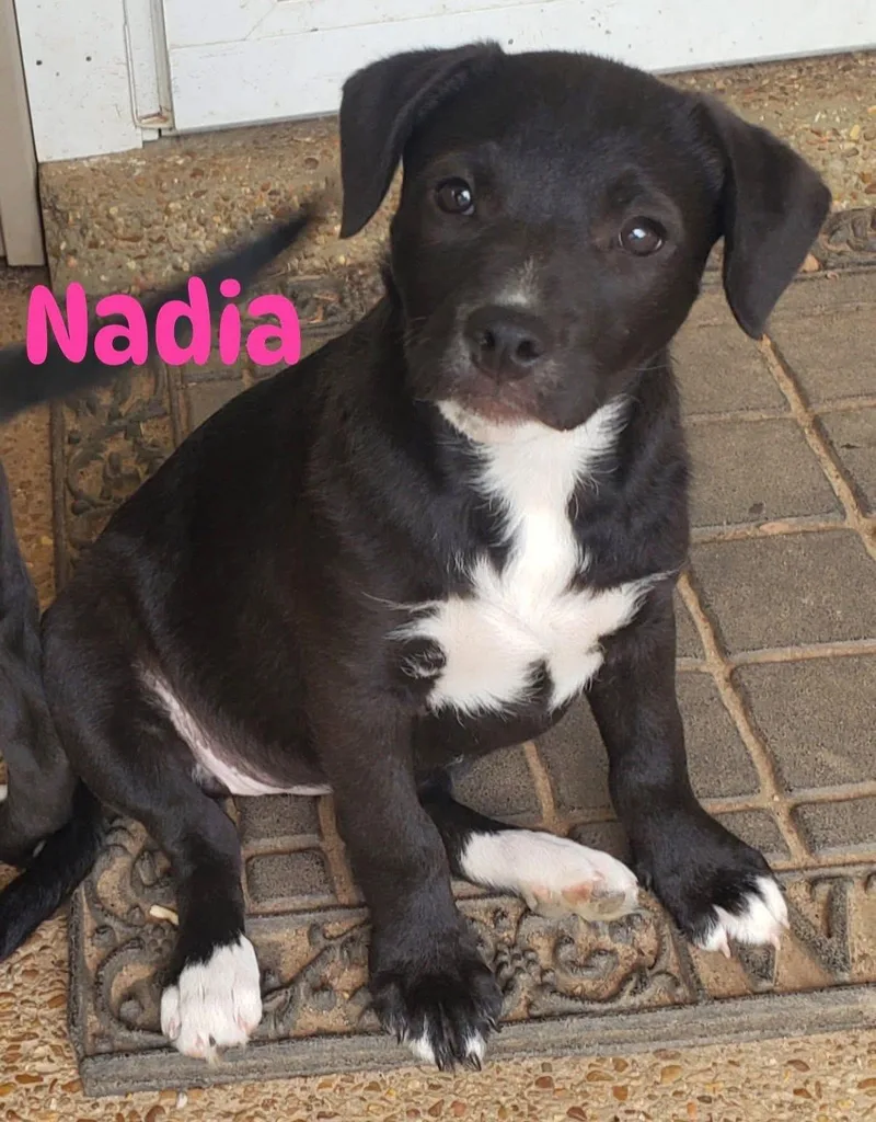 A baby medium-sized female Black Labrador Retriever dog named Nadia for adoption in Pembroke, MA