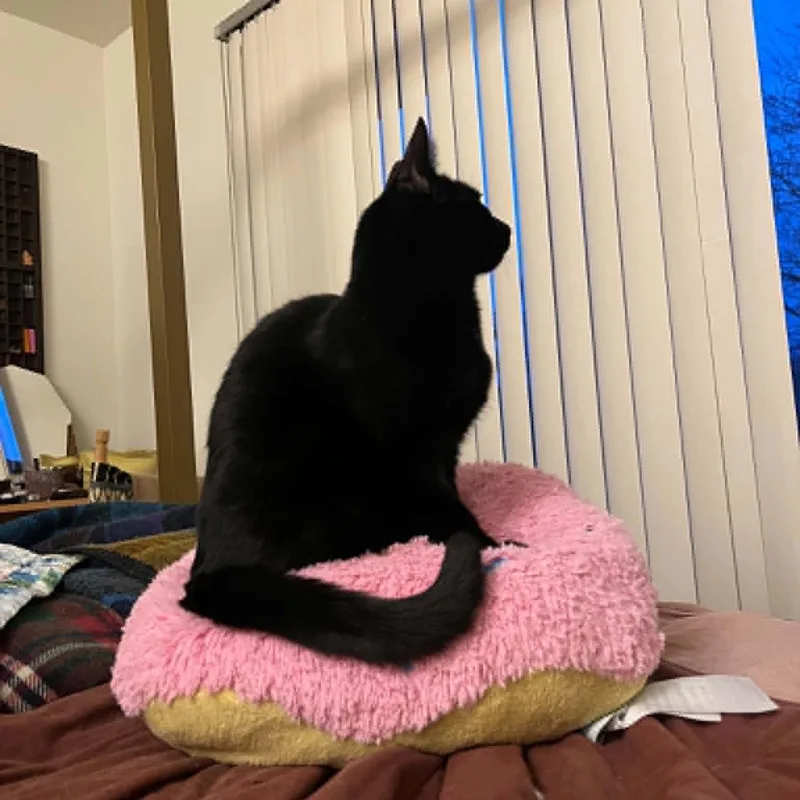 A young medium-sized male Black Domestic Short Hair cat named Taz for adoption in Royal Oak, MI