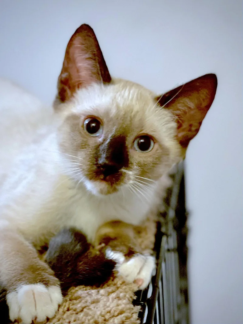 A baby medium-sized female Domestic Short Hair cat named Patch  Bonded with for adoption in Fremont, CA