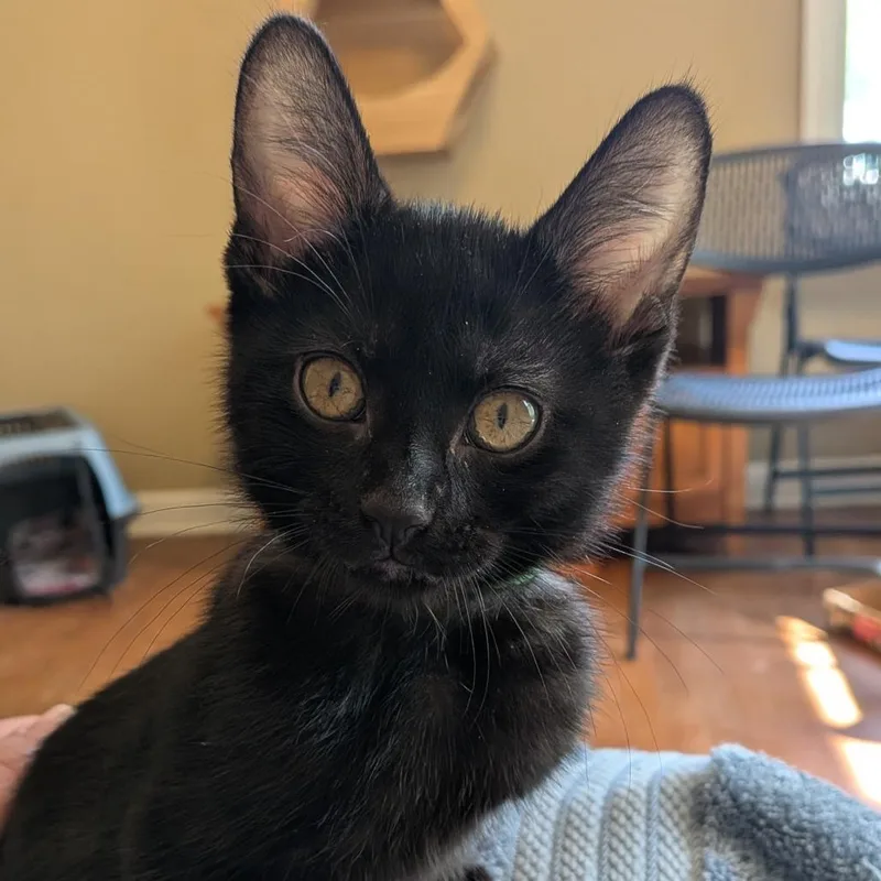 A baby small-sized female Black Domestic Short Hair cat named Queen Anne's Revenge for adoption in Evanston, IL