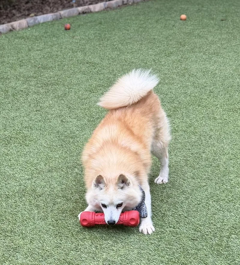 Balto