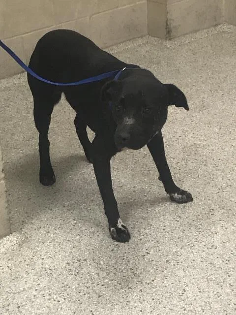 An adult medium-sized male Pit Bull Terrier dog named A for adoption in Conroe, TX
