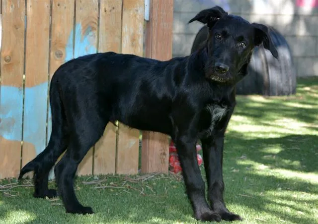 A young medium-sized male Wirehaired Pointing Griffon dog named Griffindork for adoption in West Valley City, UT