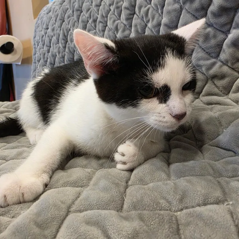 A baby small-sized female Black Domestic Short Hair cat named Feta for adoption in Tipton, IN