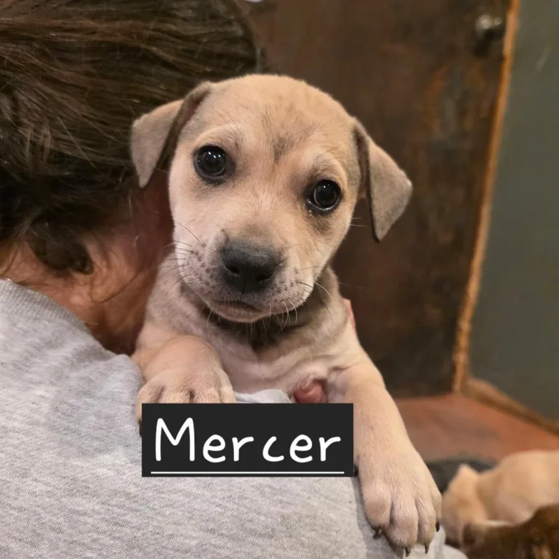 Mercer