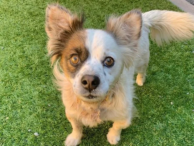 An adult small-sized male Chihuahua dog named Javier for adoption in Moreno Valley, CA