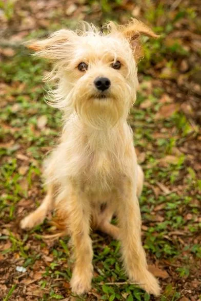 A young small-sized male White / Cream Terrier dog named Blondie for adoption in Liverpool, TX