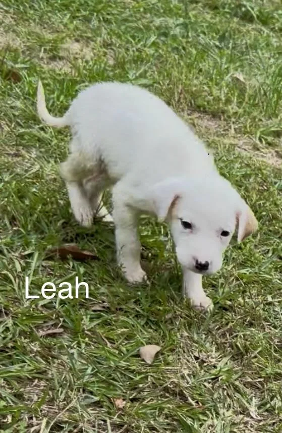 A baby medium-sized male Labrador Retriever dog named Leah for adoption in Kiln, MS