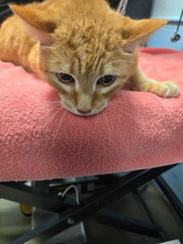 An adult large-sized male Domestic Short Hair cat named Colt Keith for adoption in Detroit, MI