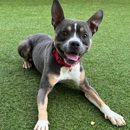 An adult medium-sized male Mixed Breed dog named Woody for adoption in Gastonia, NC