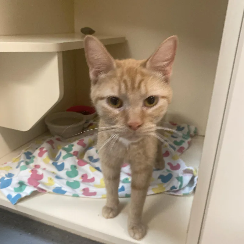 An adult medium-sized female Tabby (Orange / Red) Domestic Short Hair cat named Buttercup for adoption in Elyria, OH