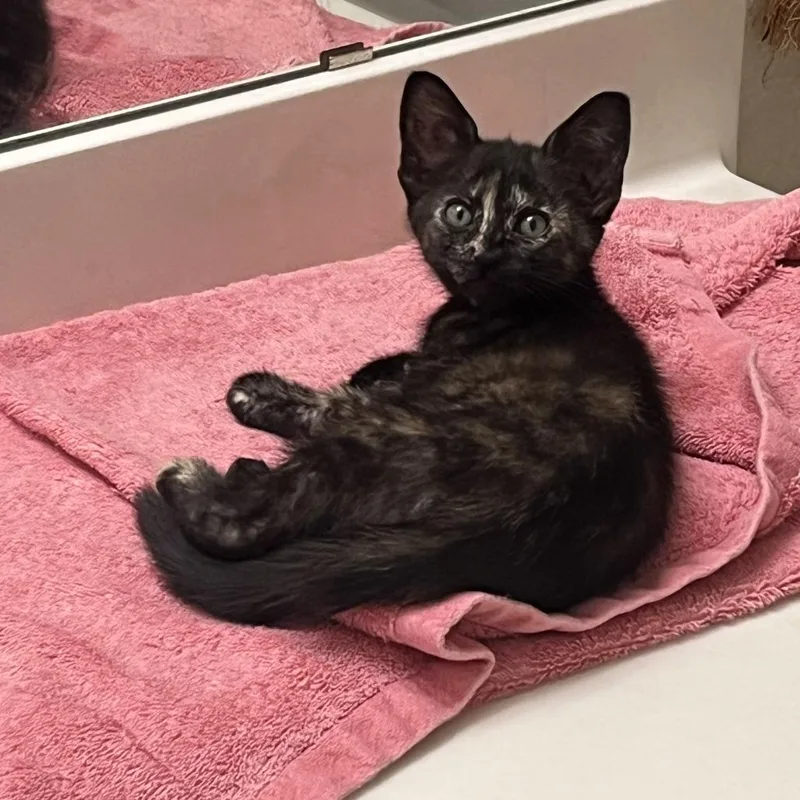 A baby small-sized female Tortoiseshell Domestic Short Hair cat named Amber for adoption in Houston, TX