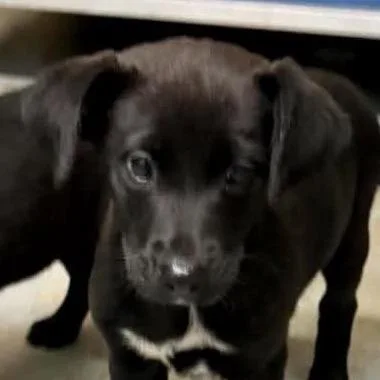 A baby medium-sized female Border Collie dog named Jill for adoption in Richmond, VA