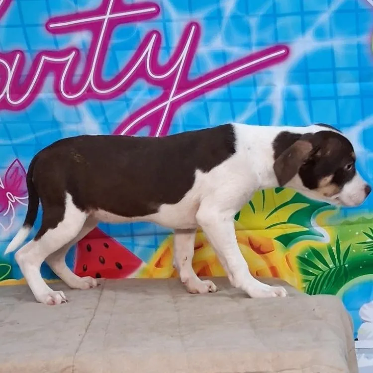 A baby medium-sized female Hound dog named Wendy for adoption in Medfield, MA