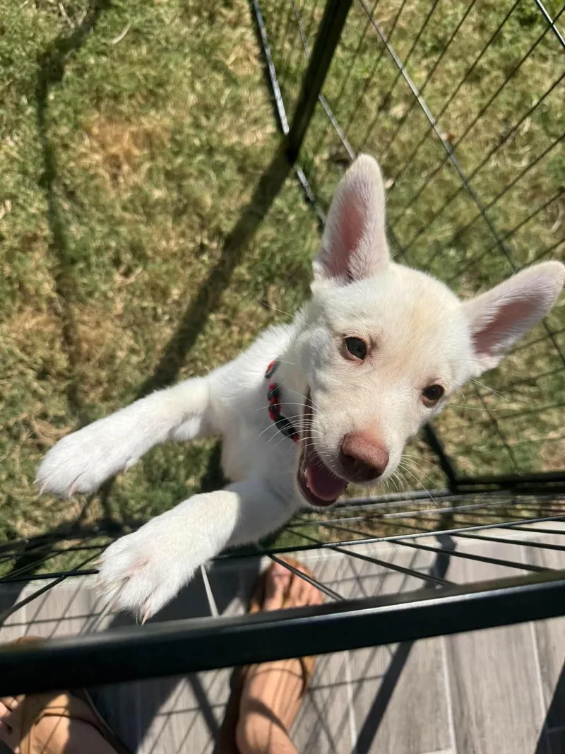 A baby large-sized female Husky dog named Dumplin HaveLock Litter for adoption in Holly Springs, NC