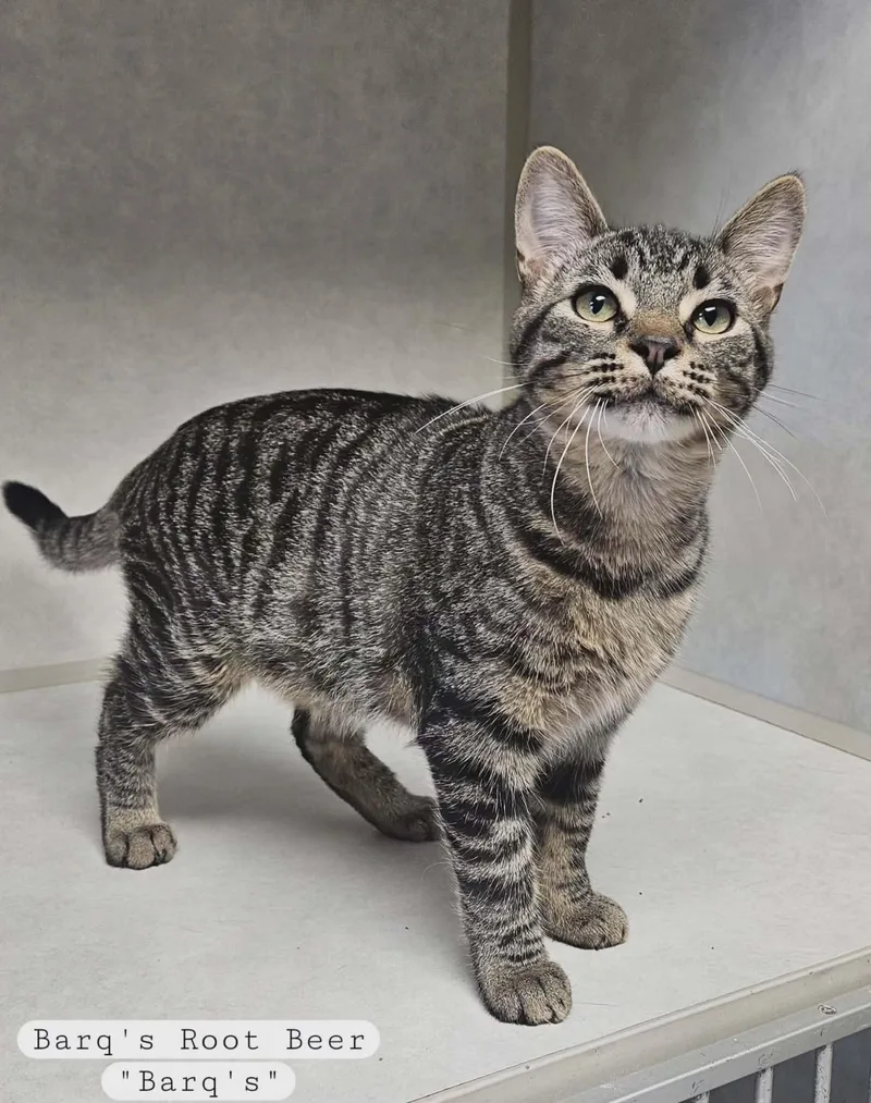 A young medium-sized male Tabby (Brown / Chocolate) Domestic Short Hair cat named Barq's Root Beer "barq's" for adoption in Wapakoneta, OH