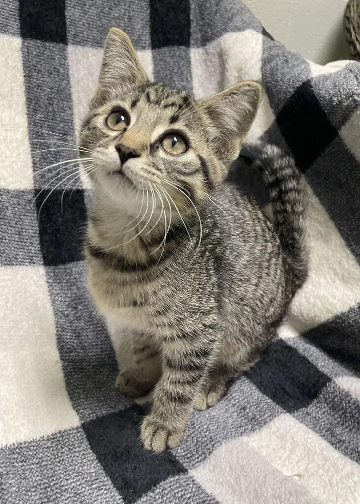 A baby small-sized male Domestic Short Hair cat named Gorg for adoption in Jackson, MI