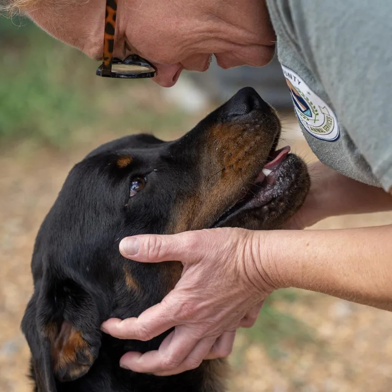 A young medium-sized male Rottweiler dog named Rockie for adoption in Elizabeth City, NC